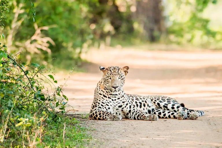 Von Negombo aus: Wilpattu-Nationalpark-Safari mit TransfersVon Negombo aus: Safari im Wilpattu-Nationalpark mit Transfers