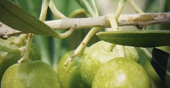 Olivenöl-Verkostung & Spaziergang durch den Olivenhain nahe Triest