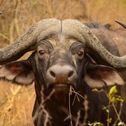 From Kruger Mpumalanga Airport: Kruger Park 3-Days Safari