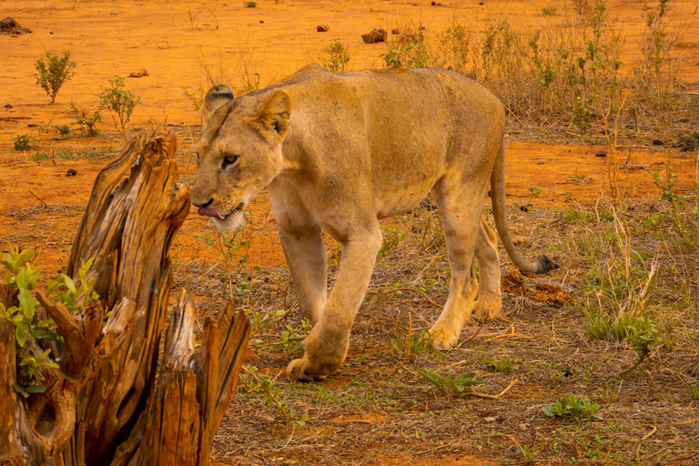 From Diani Beach or Mombasa: 2-Day Tsavo East Safari