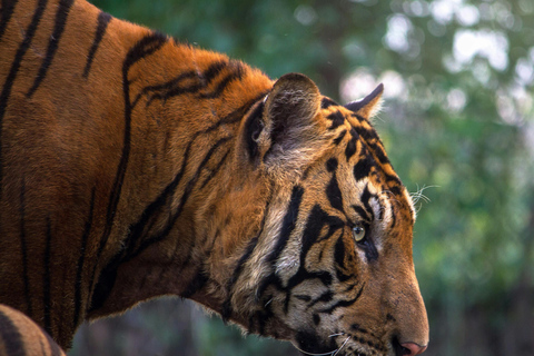 From Jaipur: Sariska National Park Day Tour with Jeep Safari