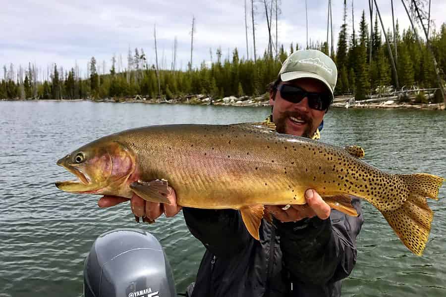 Jackson Hole: Privater Fliegenfischausflug mit Guide. Foto: GetYourGuide