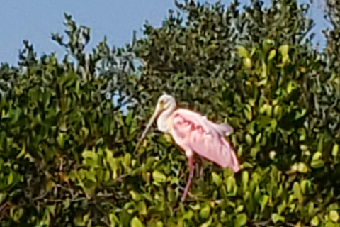 Daytona/New Smyrna Beach: Unforgettable Kayak Wildlife tours