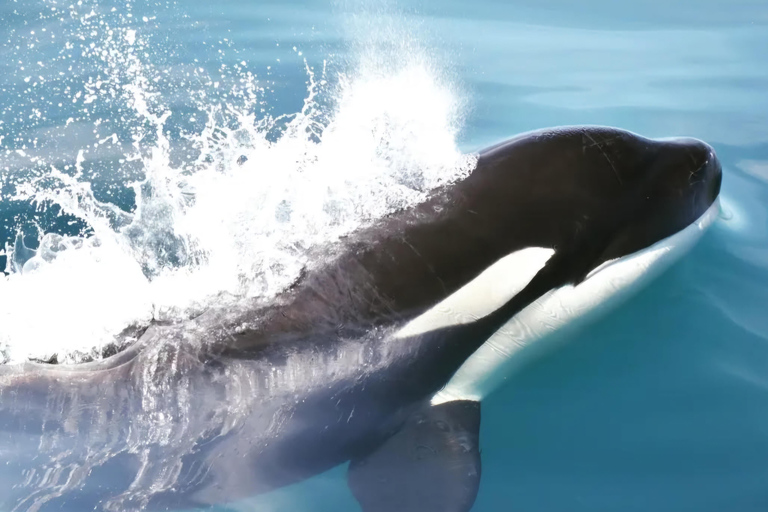 New: Into the Wild - 3H w/Marine Biologists - dolphins &more