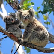 Melbourne: Private Phillip Island Penguin Parade Tours
