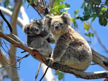 Melbourne: Private Phillip Island Penguin Parade Tours