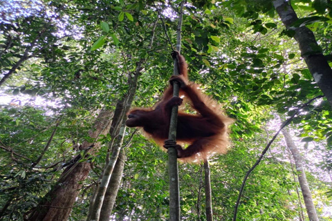 Sumatra: 3-Day Unique Jungle Experience & Exploring Wildlife