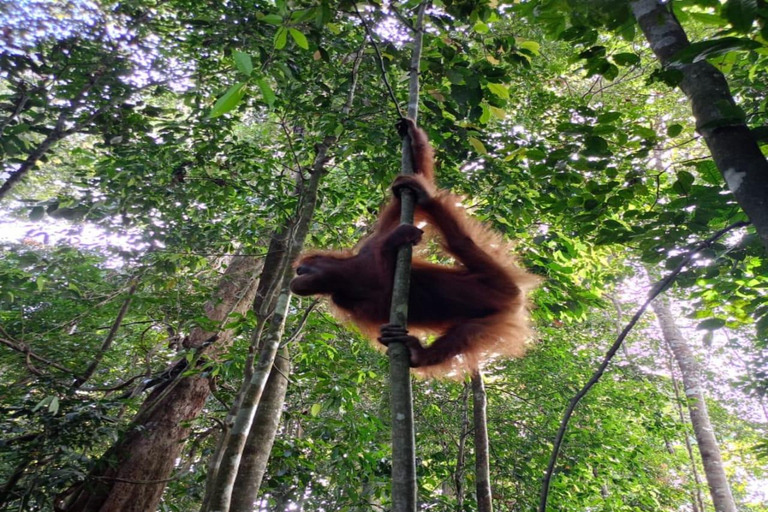 Sumatra: 3-Day Unique Jungle Experience & Exploring Wildlife