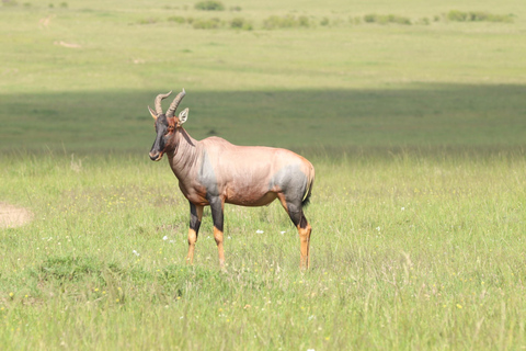Viaggio di un giorno da Nairobi a Maasai Mara - AWNairobi: Escursione di un giorno nella Riserva Nazionale di Maasai Mara - Privato