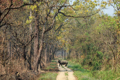 Safari por la Jungla de Chitwan: Expedición de 3 días por la vida salvaje