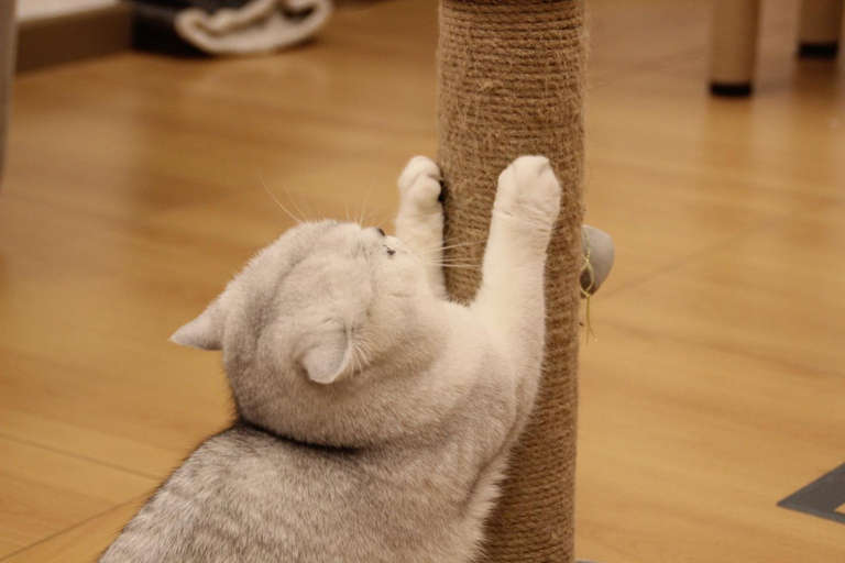 Malaga centro historico: Paws For A Moment Cat Cafe