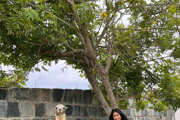 Lima: Private Tour of Barranco, La Herradura, and the Pachacámac Sanctuary