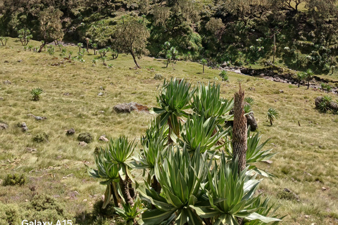 10-Day Simien Mountains Trek: Summit Stunning Ras Dejen