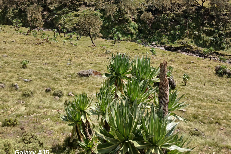 10-Day Simien Mountains Trek: Summit Stunning Ras Dejen