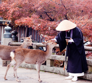 Multi-day Tours and Trips from Nara