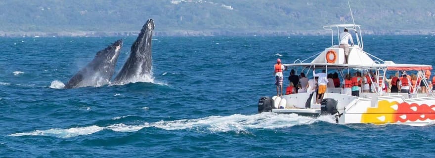 Samana : expérience d'observation des baleines dans la baie de Samana