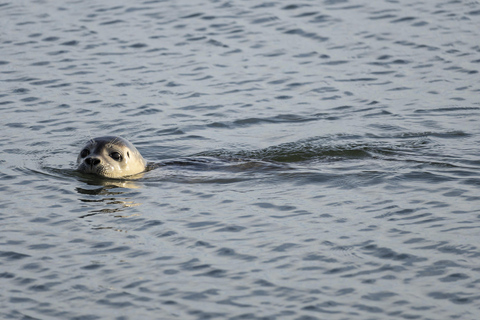 Cuxhaven: Boat tour to the seal banks in the Wadden Sea National Park