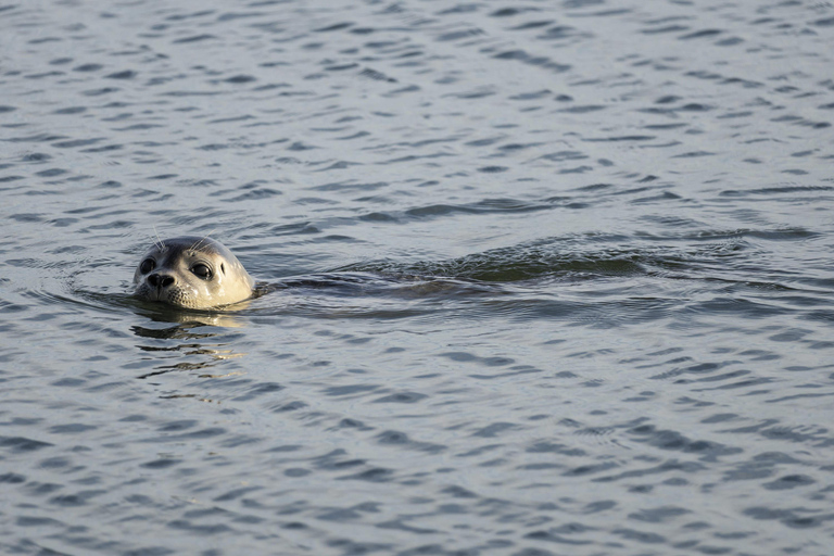 Cuxhaven: Boat tour to the seal banks in the Wadden Sea National Park