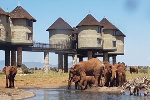 Safari med övernattning till Saltlick Safari Lodge från Mombasa/Diani