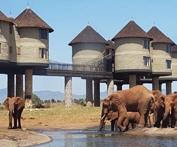 Overnight Safari to Saltlick Safari Lodge from Mombasa/Diani