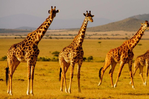 From Johannesburg: 2-Day Kruger National Park Safari