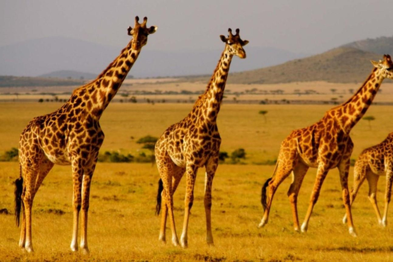 From Johannesburg: 2-Day Kruger National Park Safari