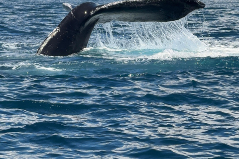 Marino Ballena National Park: Watching Whales and Dolphins