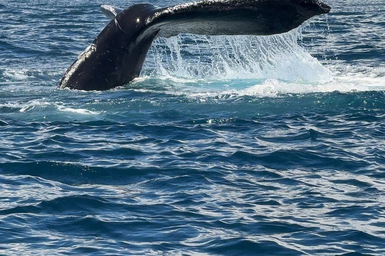 Marino Ballena National Park: Watching Whales and Dolphins