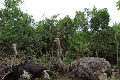 Sansibar: Tierschutz im Kilosa Zoo &amp; Dau-Fahrt bei Sonnenuntergang