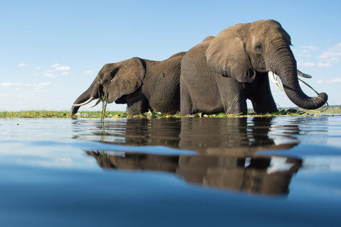 From Victoria Falls: 3 hour Chobe River Sunset Cruise