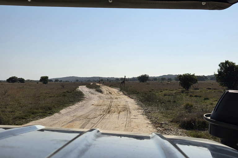 Maputo National Reserve Park Safari Excursion