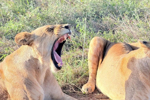 Lake Nakuru & Naivasha National Park Wildlife Highlights