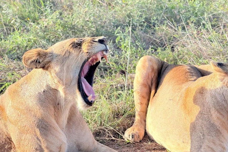 Lake Nakuru & Naivasha National Park Wildlife Highlights