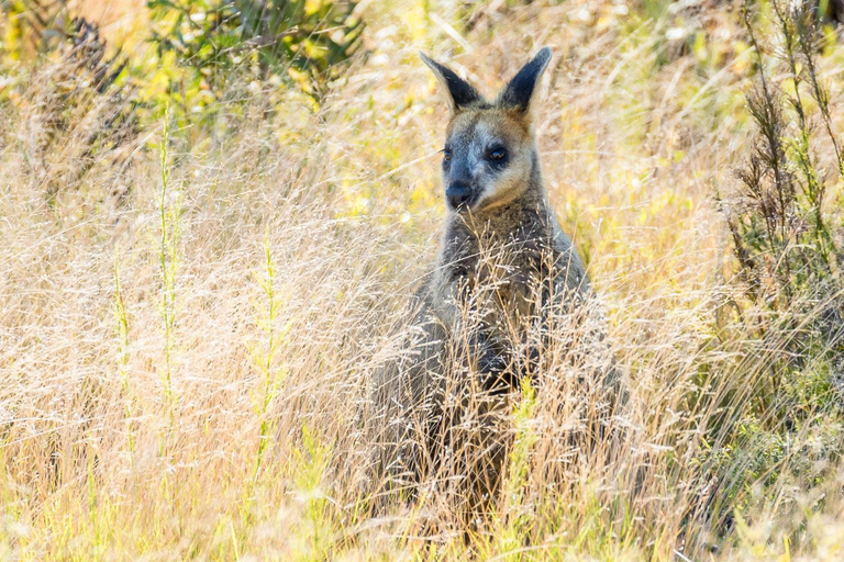 Bribie Island Tagestour von Brisbane aus