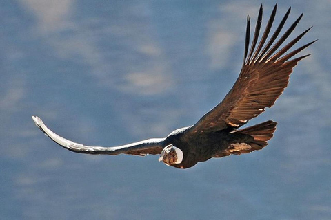 من هواكاتشينا: خطوط نازكا - أريكويبا - وادي كولكا - حافلة إلى بونو