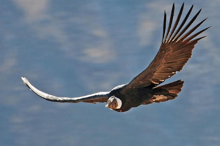 من هواكاتشينا: خطوط نازكا - أريكويبا - وادي كولكا - حافلة إلى بونو