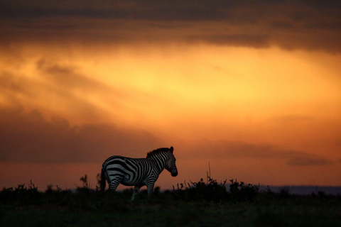 Kenya: 6-Day Safari to Lake Nakuru, Maasai Mara, Amboseli