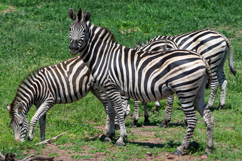 Excursion d&#039;une journée à Chobe