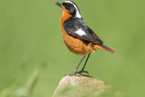 Marrakech: Attività di birdwatching ed escursione sulle montagne dell'Atlante