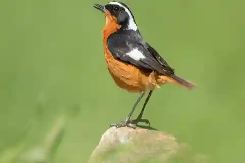 Marrakech: Atlas Mountains Birdswatching Activity & Hike