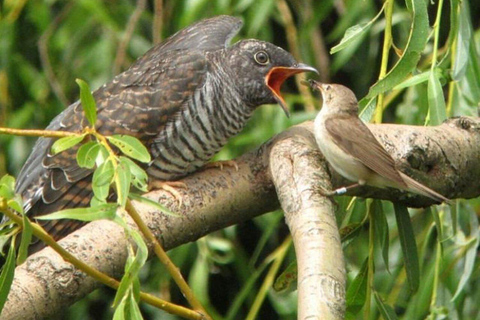 Kakamega Forest: Butterfly Walk with Naturalist Guide