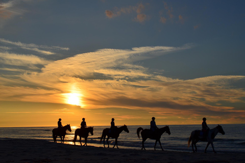 Aruba: Sunrise or Sunset Horseback Ride by the Coast