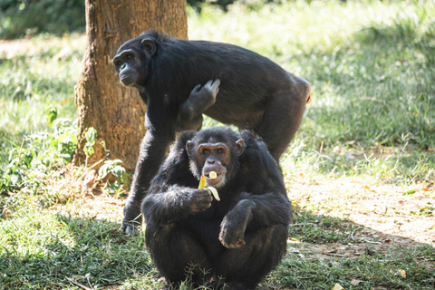 3-Day Kibale National Park Chimpanzee Tour