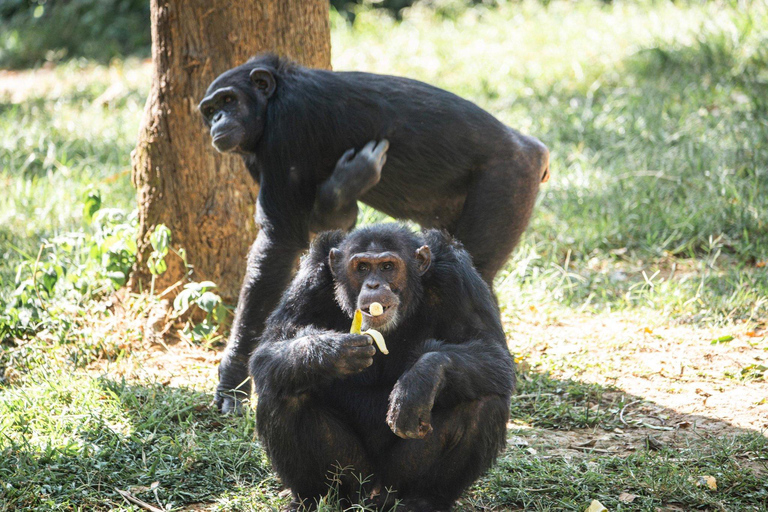 3-Day Kibale National Park Chimpanzee Tour