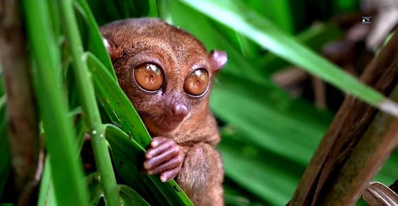 From Cebu: Bohol Countryside & Buffet Lunch Exclusive Tour
