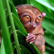 From Cebu: Bohol Countryside & Buffet Lunch Exclusive Tour From Cebu: Bohol Countryside & Buffet Lunch Exclusive Tour