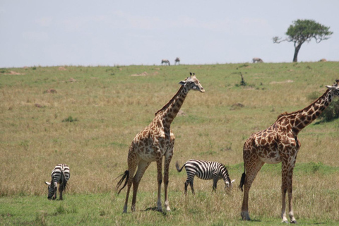 Lake Nakuru National Park Day Trip From Nairobi Lake Nakuru National Park From Nairobi