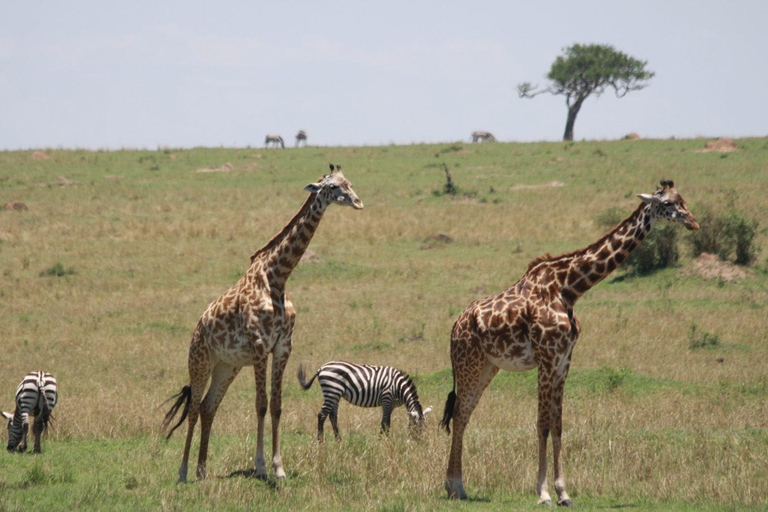 Lake Nakuru National Park Day Trip From Nairobi Lake Nakuru National Park From Nairobi