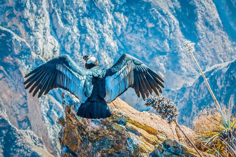 Arequipa: 2-Day Colca Valley Tour with Puno Transfer