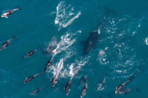 Pick up From Christchurch: Kaikoura Whale Watching Cruise